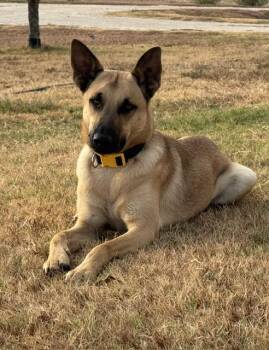 Chandler -  Belgian Shepherd Malinois and German Shepherd Dog Dog for Adoption in Temple, Texas - Chandler | PetCurious