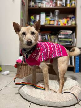 Rescue Jindo Dogs for Adoption in New York, New York - Peene | PetCurious