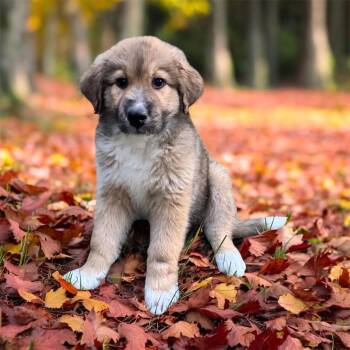 Archer -  Australian Shepherd and Great Pyrenees Dog for Adoption in High Ridge, Missouri - Archer | PetCurious