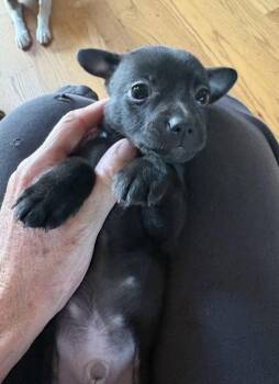 Baloo -  Rat Terrier and Chihuahua Dog for Adoption in Columbia, Tennessee - Baloo | PetCurious