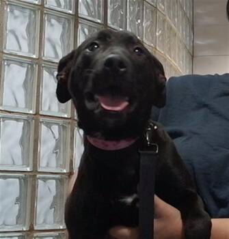 LOLA MAY -  Labrador Retriever and Mixed Breed Dog for Adoption - LOLA MAY | PetCurious