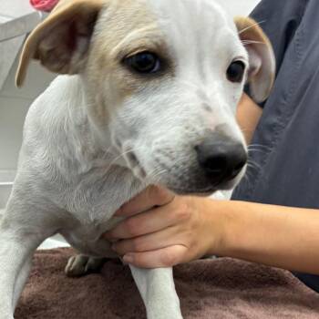 Cash -  Terrier Dog Available for Adoption in Corpus Christi, Texas - Cash | PetCurious