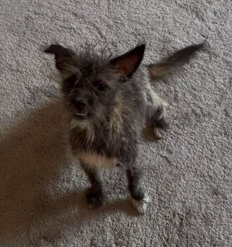 Jesse -  Affenpinscher Dog for Adoption in Coarsegold, California - Jesse | PetCurious