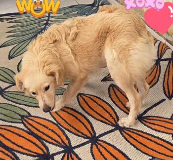Rescue Goldador and Golden Retriever Dogs for Adoption in Fallbrook, California - Doxi | PetCurious