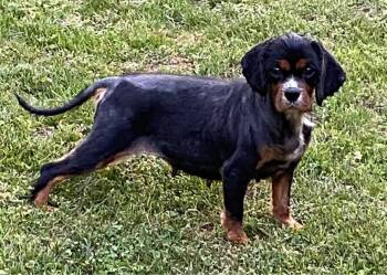 Cavalier King Charles Spaniel Dogs Available for Adoption in Matthews, North Carolina - Cavalier 4 | PetCurious