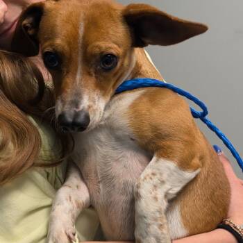 Peanut butter C-34354 -  Dachshund and Chihuahua Dog for Adoption in Oklahoma City, Oklahoma - Peanut Butter C-34354 | PetCurious