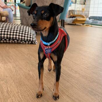 Arlen Fernandez 14318 -  Miniature Pinscher Dog for Adoption in San Francisco, California - Arlen Fernandez 14318 | PetCurious