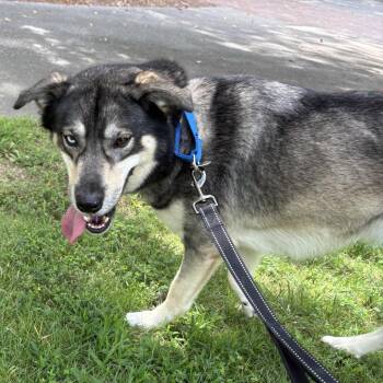 Banks 21682 -  Husky and Retriever Dog for Adoption in Cumming, Georgia - Banks 21682 | PetCurious