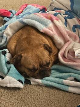 Daisy -  French Bulldog Dog for Adoption in Bandera, Texas - Daisy | PetCurious