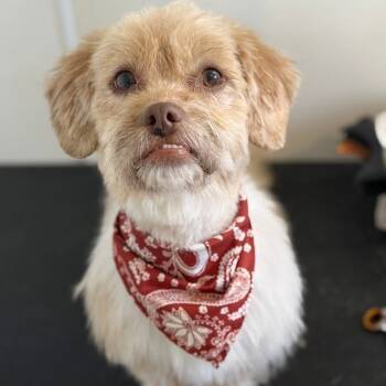Rescue Maltese and Shih Tzu Dogs for Adoption in Glenelg, Maryland - Finnian | PetCurious