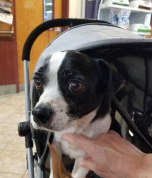 Rescue Chihuahua Dogs for Adoption in Greensboro, Georgia - Clause | PetCurious