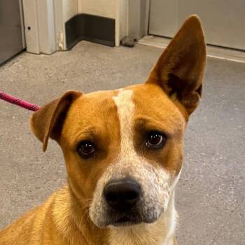 107899 -  Mixed Breed Dog for Adoption in Las Cruces, New Mexico - 107899 | PetCurious