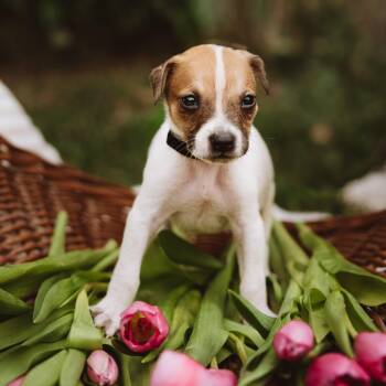 Pointer and Labrador Retriever Dogs Available for Adoption in Oak Ridge North, Texas - Rio | PetCurious