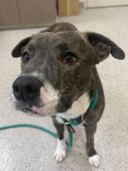 Mittens -  Pit Bull Terrier and Mixed Breed Dog for Adoption in Fishers, Indiana - Mittens | PetCurious