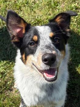 Levi -  Australian Cattle Dog Blue Heeler Dog for Adoption in Winchester, Virginia - Levi | PetCurious
