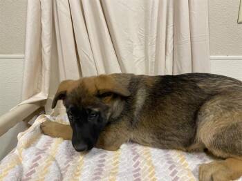 Belgian Shepherd Malinois Dogs Available for Adoption - A608033 | PetCurious