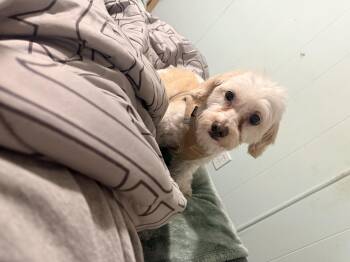 Maltipoo Dogs Available for Adoption in Modesto, California - Parker | PetCurious