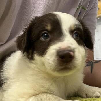Cash -  Australian Shepherd Dog for Adoption in Madisonville, Tennessee - Cash | PetCurious