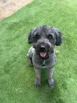 Schnauzer Dogs Available for Adoption in San Diego, California - Bruno | PetCurious