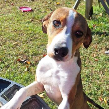 Rescue Hound Dogs for Adoption in Carmel Hamlet, New York - Duke | PetCurious