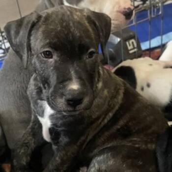Apollo -  Terrier and Mixed Breed Dog for Adoption in Elk Grove Village, Illinois - Apollo | PetCurious