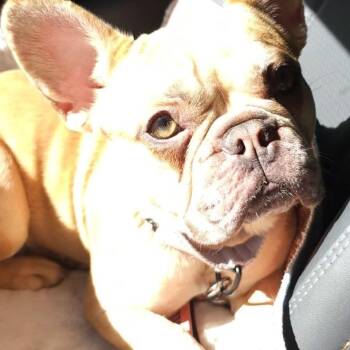 Fancy -  French Bulldog Dog for Adoption in Huber Heights, Ohio - Fancy | PetCurious
