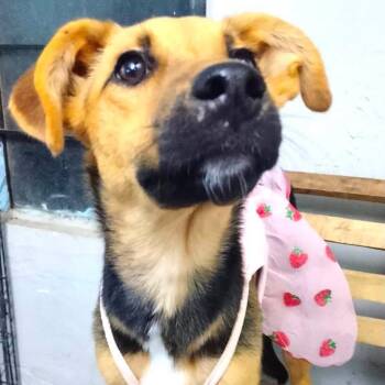 Nala -  Mixed Breed Dog for Adoption in Plainfield, Illinois - Nala | PetCurious