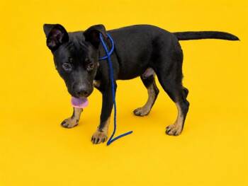 OSWALD -  Rottweiler and American Bulldog Dog for Adoption in Doral, Florida - OSWALD | PetCurious