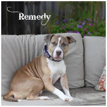 Remedy -  Terrier Dog for Adoption in Sioux Falls, South Dakota - Remedy | PetCurious