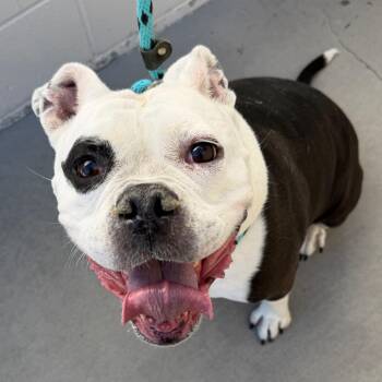 Panda -  English Bulldog and Mixed Breed Dog for Adoption in Reno, Nevada - Panda | PetCurious
