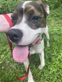 Rescue Dalmatian and Welsh Springer Spaniel Dogs for Adoption in Lewis Center, Ohio - Lex (Dalmatian/Lab/Spaniels 3) | PetCurious