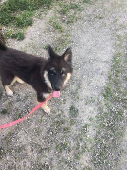 Grizzly -  Husky and German Shepherd Dog Dog for Adoption in Fort Smith, Northwest Territories - Grizzly | PetCurious