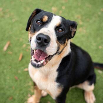 Boo boo -  Terrier and Mixed Breed Dog Available for Adoption in Gainesville, Georgia - Boo Boo | PetCurious