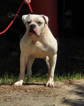 Rescue Boxer Dogs for Adoption in Rayne, Louisiana - Jubilee | PetCurious