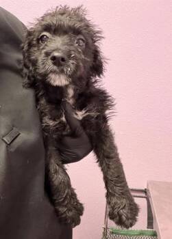 61771114 -  Terrier and Mixed Breed Dog for Adoption in El Paso, Texas - 61771114 | PetCurious