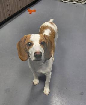 Beagle Dogs Available for Adoption - Jace | PetCurious