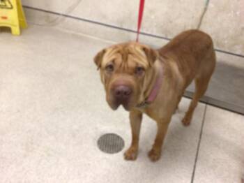 Shar Pei Dogs Available for Adoption - PENNE | PetCurious