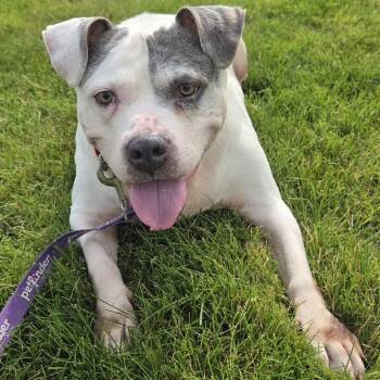 Jazz -  Pit Bull Terrier and Mixed Breed Dog for Adoption in Champaign, Illinois - Jazz | PetCurious