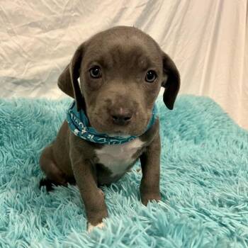 Shirley Temple -  Mixed Breed Dog for Adoption in Canal Winchester, Ohio - Shirley Temple | PetCurious