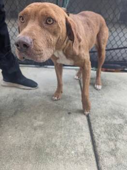 Kendall -  Mixed Breed Dog for Adoption in Mobile, Alabama - Kendall | PetCurious