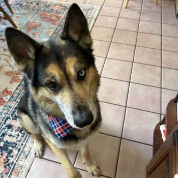 Jet -  Shepherd and Mixed Breed Dog for Adoption in Flintstone, Maryland - Jet | PetCurious