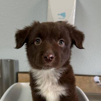 Guinness -  Australian Shepherd Dog for Adoption in Flagstaff, Arizona - Guinness | PetCurious