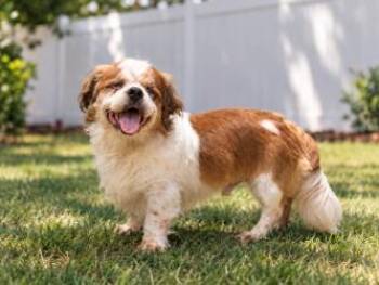 Bruiser (BLIND) -  Mixed Breed Dog for Adoption in Savannah, Georgia - Bruiser (BLIND) | PetCurious