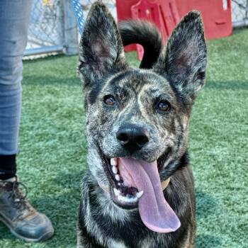 Fandango -  Cattle Dog Dog for Adoption in Fresno, California - Fandango | PetCurious