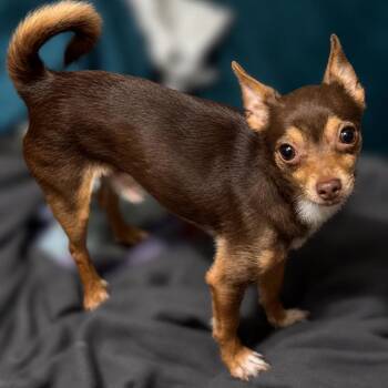 Charlie -  Chihuahua Dog for Adoption in Hudson, Illinois - Charlie | PetCurious
