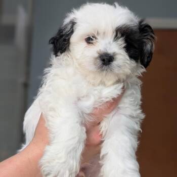 Mr. Potato Head -  Shih Tzu and Mixed Breed Dog Available for Adoption in Riverwoods, Illinois - Mr. Potato Head | PetCurious