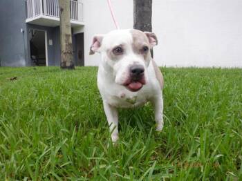 LAYKA -  American Bulldog Dog for Adoption in Doral, Florida - LAYKA | PetCurious