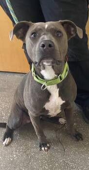 Tiana -  Mixed Breed Dog Available for Adoption in Ocala, Florida - Tiana | PetCurious