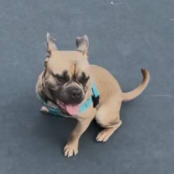 Perci -  English Bulldog and Pit Bull Terrier Dog for Adoption in Chicago, Illinois - Perci | PetCurious