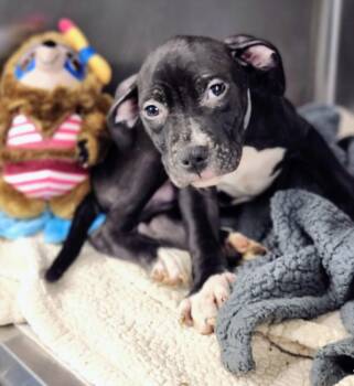 Staffordshire Bull Terrier and Mixed Breed Dogs Available for Adoption in Houston, Texas - TATER | PetCurious